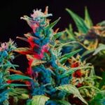 Comment consommer la fleur de CBD ?