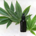 Quelle matière grasse pour infusion CBD ?