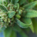 Comment choisir ses fleurs de CBD ?