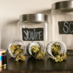 Quand l'excellence rencontre le CBD : decouverte des resines de 2023