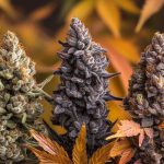 Quelle fleur CBD choisir